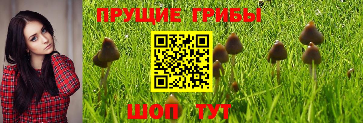 даркнет сайт  Псилоцибиновые грибы Magic Shrooms  Вход с VPN  Мурино 